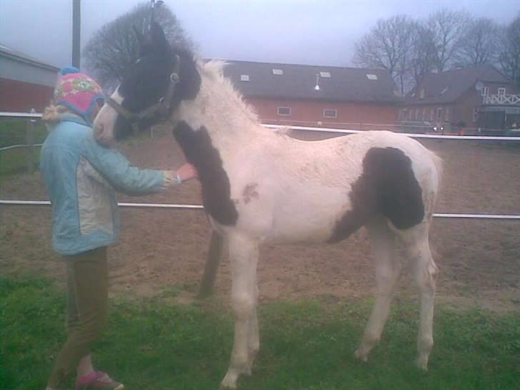 Pinto KIJEANS MADONNA - Nusse. billede 8