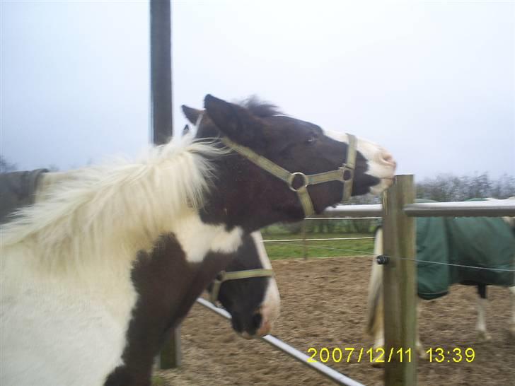 Pinto KIJEANS MADONNA billede 10