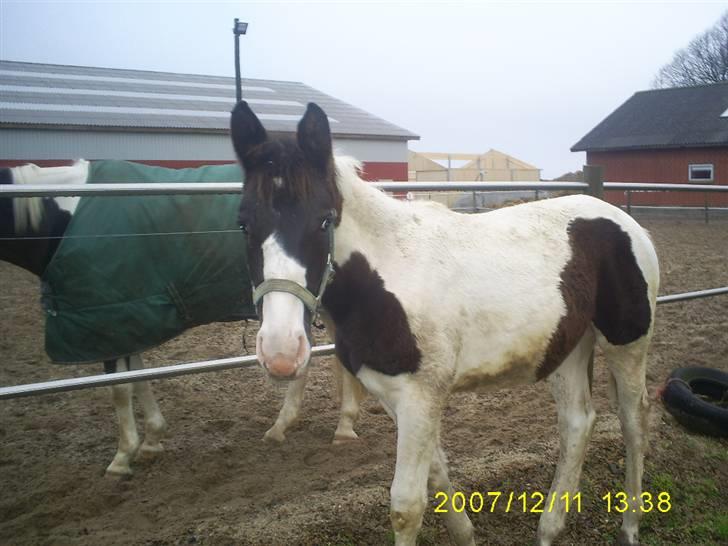 Pinto KIJEANS MADONNA - Fold. billede 11