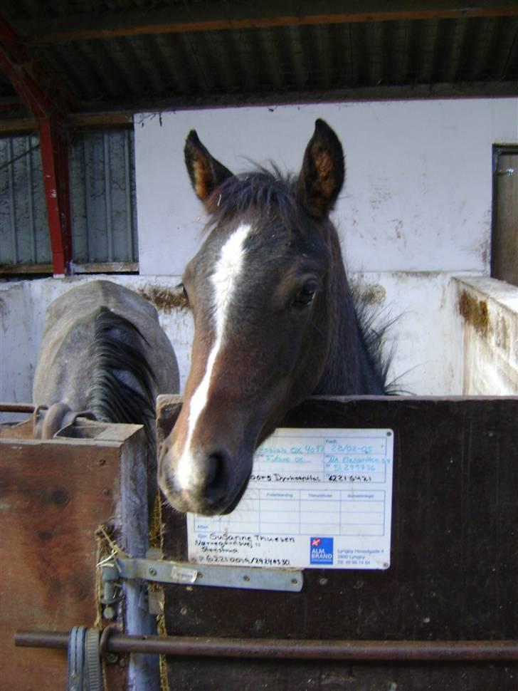 Arabisk fuldblod (OX) Skovly´s akisiah ox billede 15