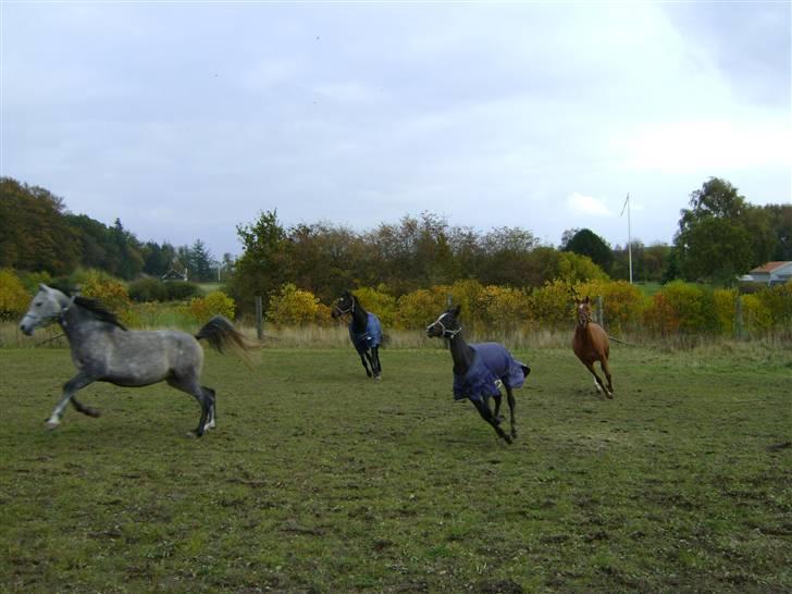 Arabisk fuldblod (OX) Skovly´s akisiah ox billede 16