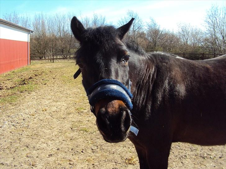 Anden særlig race Star Girl - Velkommen til Star Girls profil - Jeg hedder Star Girl!! <33 billede 1