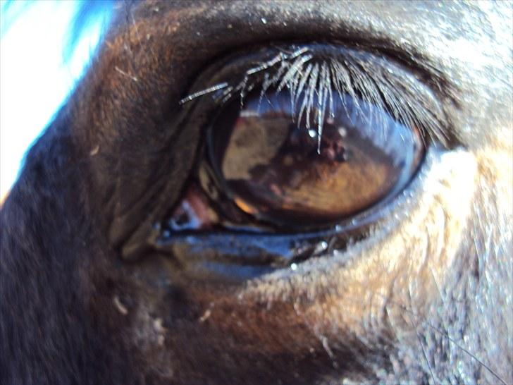 Anden særlig race Star Girl - Star Girl...Verden smukkeste øje, eller hvad?! ;) billede 2