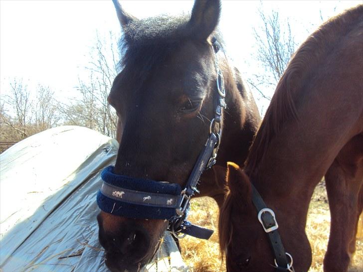Anden særlig race Star Girl - Hygge med Unit-drengen..! billede 3