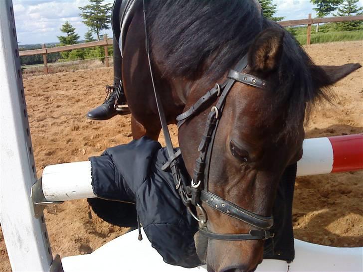 Anden særlig race Star Girl - Kom nu ned jakke !!!! billede 4