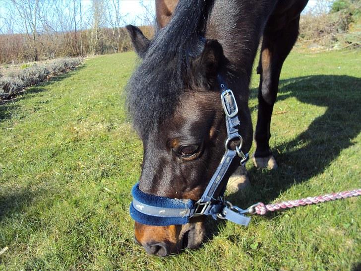 Anden særlig race Star Girl - Græs! billede 5