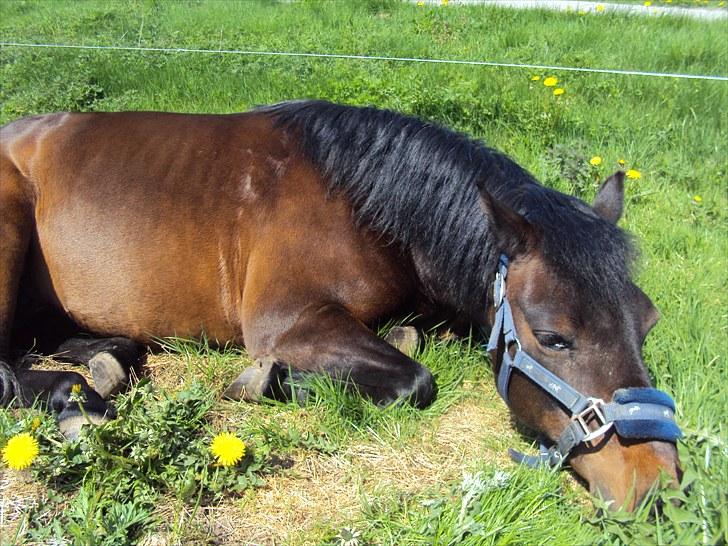 Anden særlig race Star Girl - Sol, sommer og græs! - Star som ligger ned! <3 billede 6