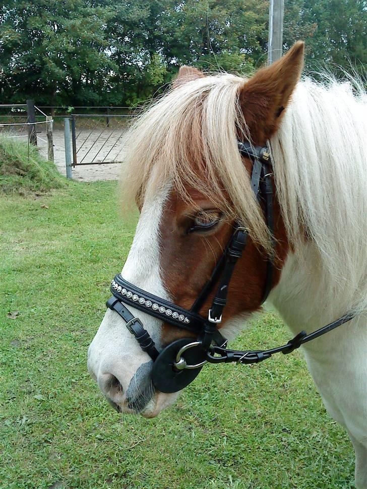 Anden særlig race Lille My *solgt* billede 1