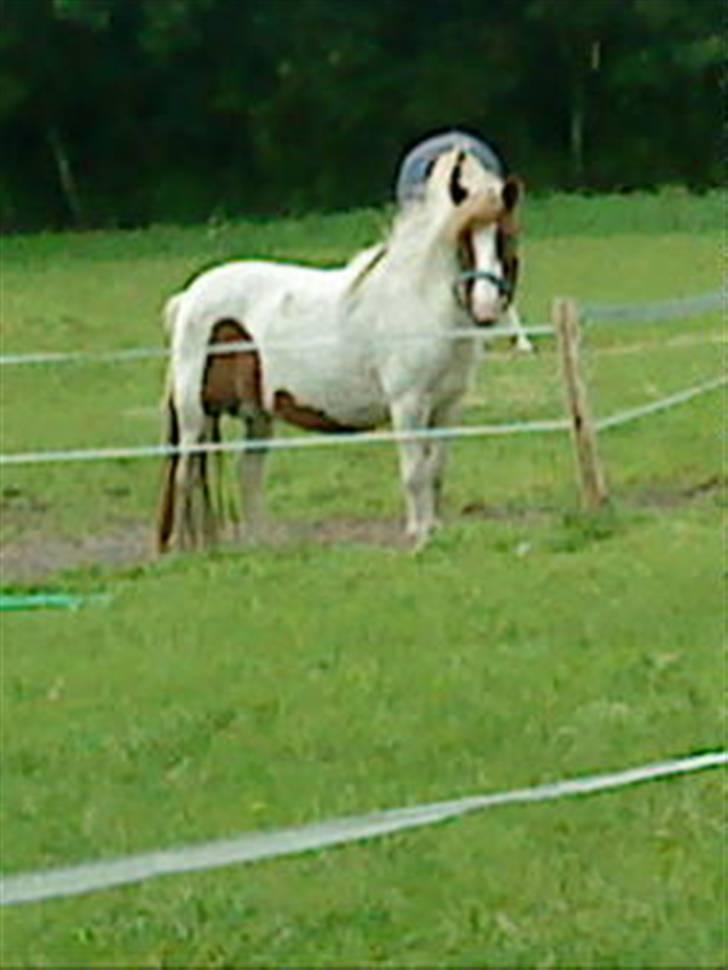 Anden særlig race Lille My *solgt* billede 2