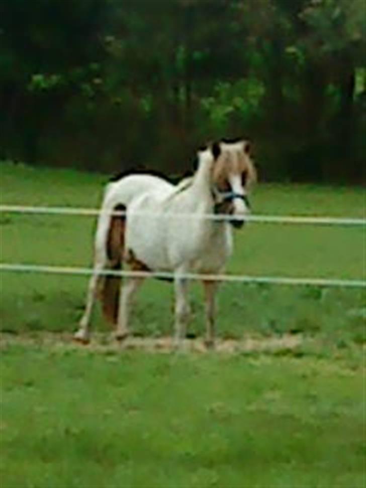 Anden særlig race Lille My *solgt* billede 3