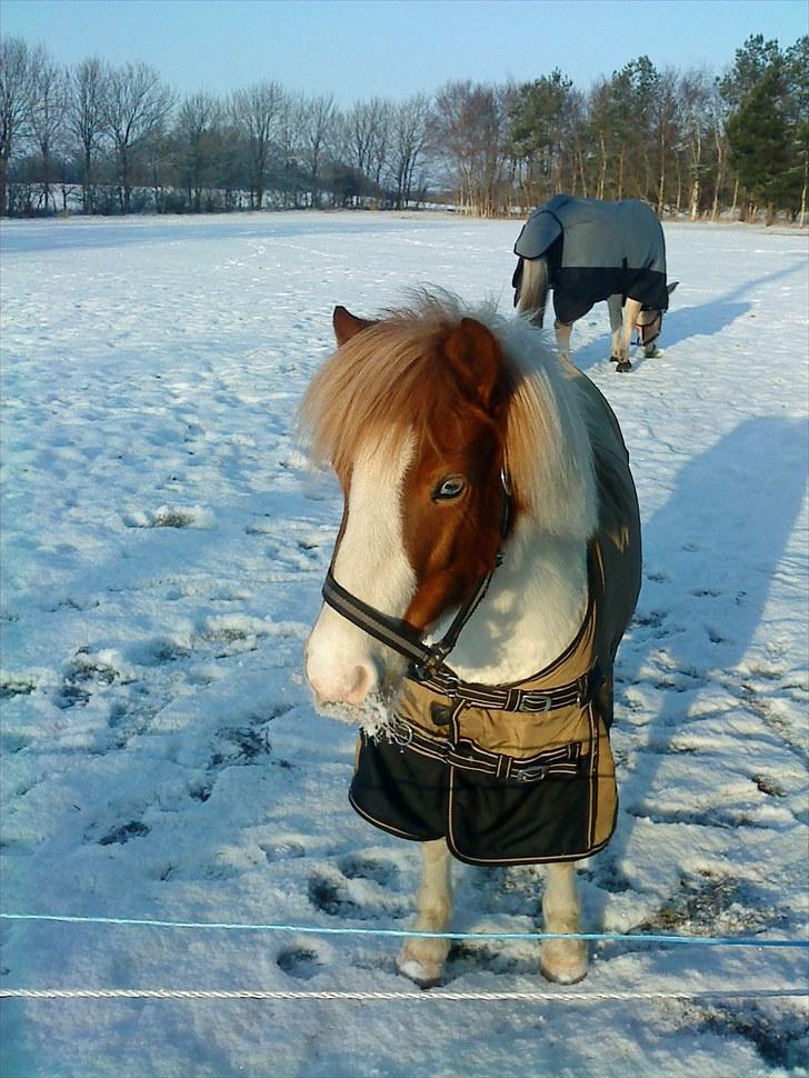 Anden særlig race Lille My *solgt* billede 4