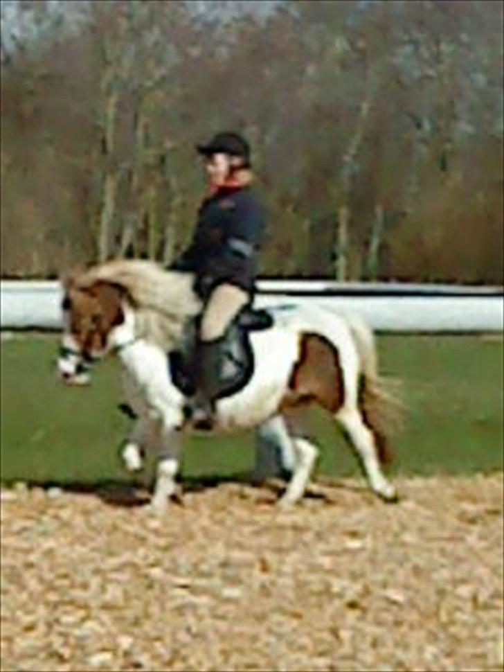 Anden særlig race Lille My *solgt* - Til undervisning i Nordenskov Rideklub. billede 6