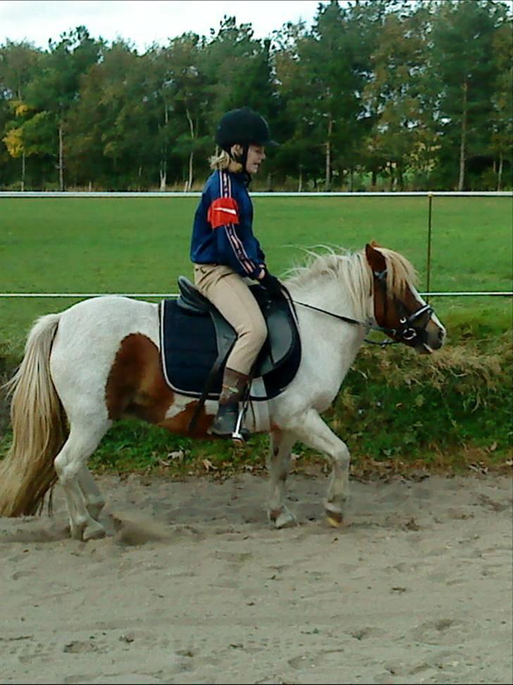 Anden særlig race Lille My *solgt* billede 9