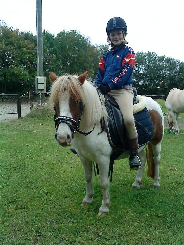 Anden særlig race Lille My *solgt* billede 10