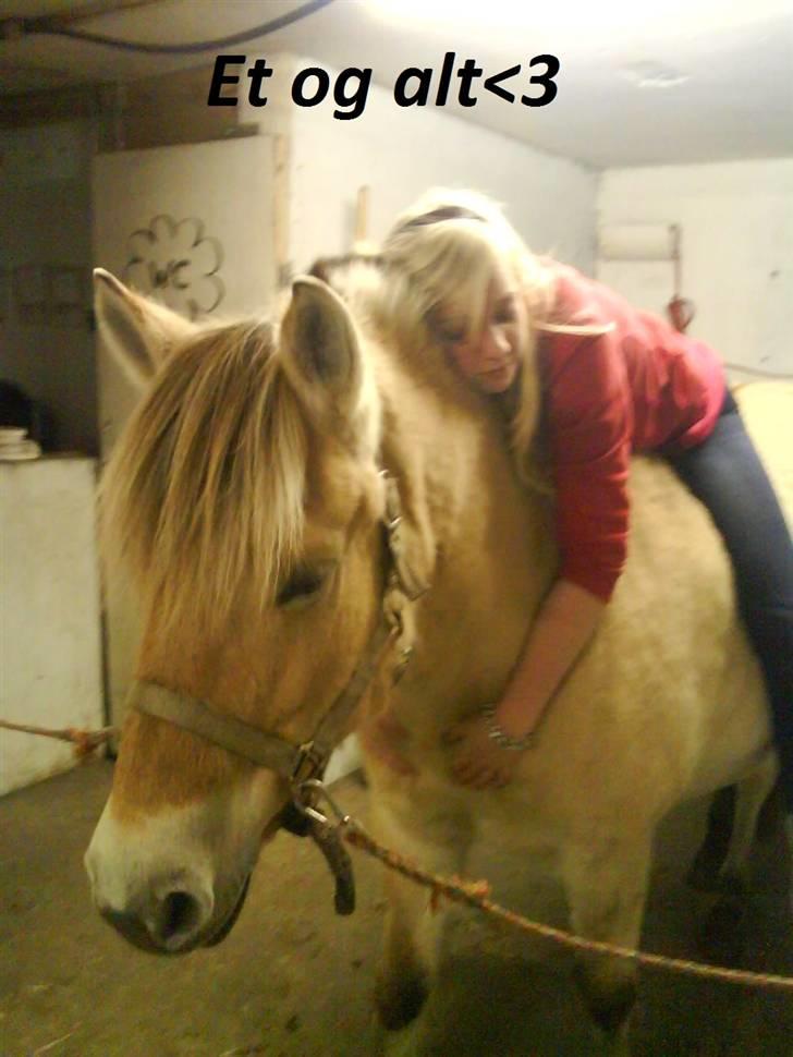 Fjordhest Freja (Smukke) Solgt! - Velkomme til frejas profil :) elsker hende over alt på jorden  billede 1