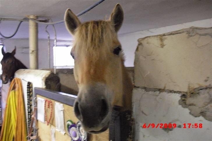 Fjordhest Freja (Smukke) Solgt! - Smukke<3 billede 2