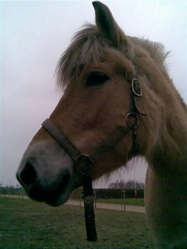 Fjordhest Freja (Smukke) Solgt! - Smukke<3 igen :P billede 3