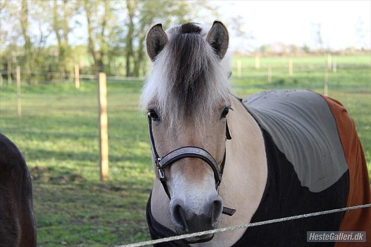 Fjordhest Tjalfe Fjordvang<3 - Velkommen til Min Profil :D  billede 1