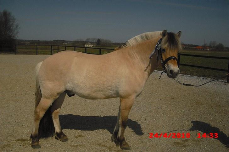 Fjordhest Tjalfe Fjordvang<3 billede 3