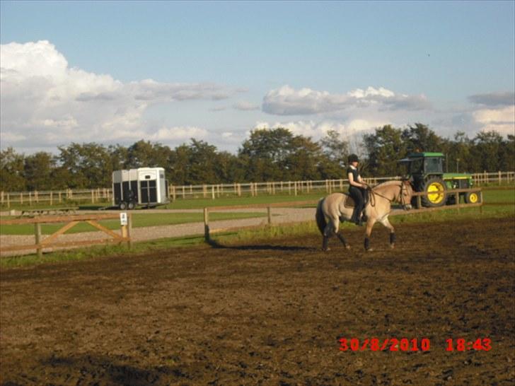 Fjordhest Tjalfe Fjordvang<3 billede 4