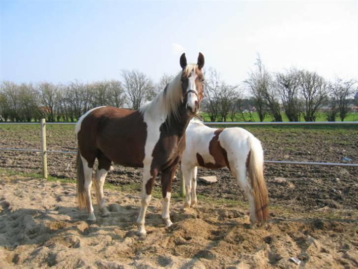 Pinto ZENIA  - Den dag Zenia kom:-) billede 10