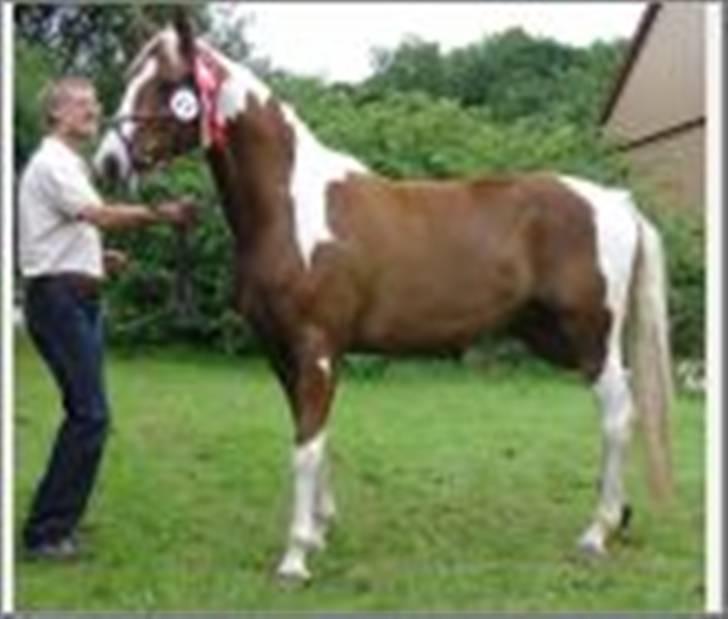 Pinto ZENIA  - Før vi fik hende. billede 11