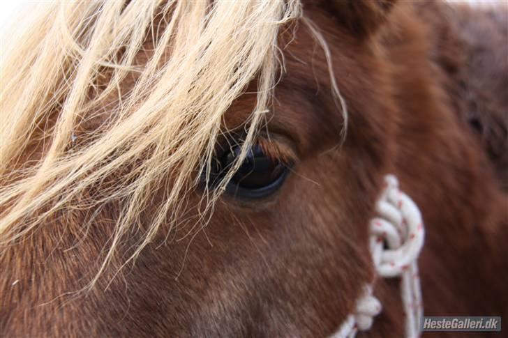 Shetlænder Sofus - 17# Lille pony du gør mig LYKKELIG! Du er min øjesten:) Foto: Ida Tømming:) billede 17