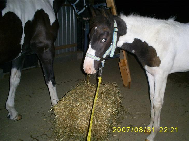 Pinto KIJEANS MADONNA - Madonna i Hedensted. billede 12