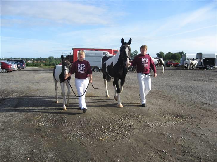 Pinto KIJEANS MADONNA - Kåring i hedensted, her med sin mor os :-) billede 13