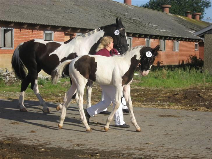 Pinto KIJEANS MADONNA - Donna og Kitte i hedensted, til kåring :-) billede 14