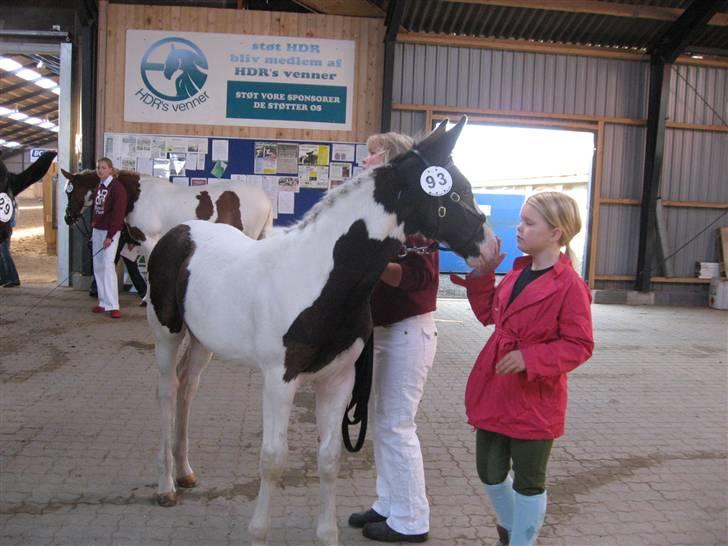 Pinto KIJEANS MADONNA - Kåringen :-) billede 15