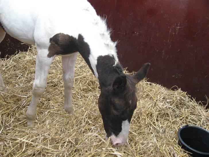 Pinto KIJEANS MADONNA - Boksen, i hedensted :-) billede 16