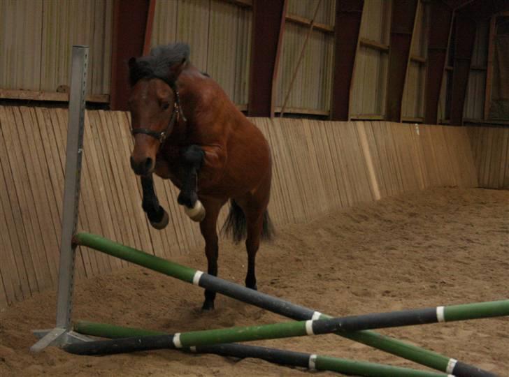 Anden særlig race Vordegaards Matti - Matti løsspringer for første gang :D Han sprang stort over :P Shp-foto     billede 7