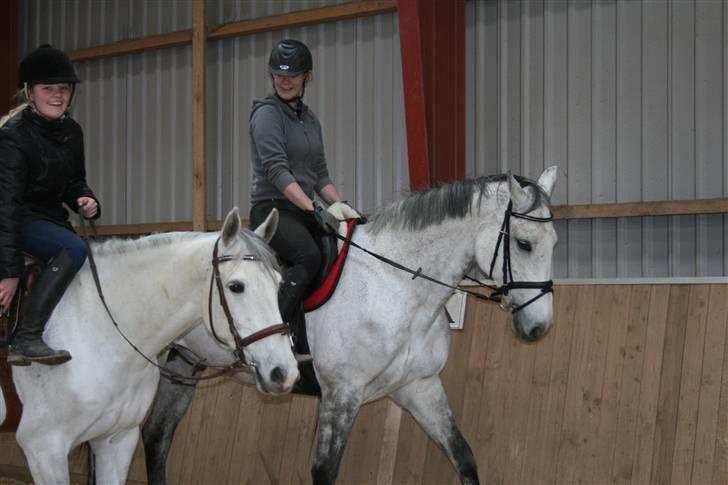 Holstener Roxette - solgt. - Hop else (: Foto: Emilie Berthelsen. billede 10