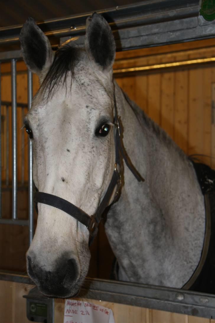 Holstener Roxette - solgt. - I boksen. Foto: Gitte Dahl. billede 11