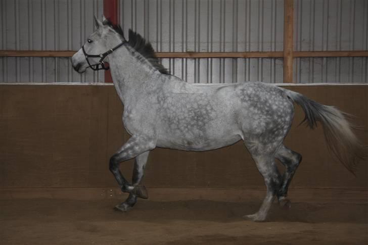 Holstener Roxette - solgt. - Grr <3 Foto: Gitte Dahl. billede 12