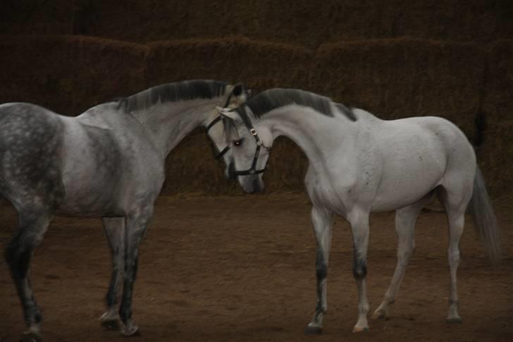 Holstener Roxette - solgt. - Roxette & Loretta aka. Else og Lotte , Else´s nye bedste veninde, vores seje skimler! i; Foto: Gitte Dahl. billede 13