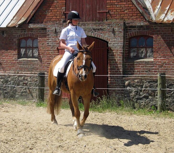 Hollandsk Sportspony Baloubet  *SOLGT* - du var så dyygtig :D.   Foto: mor billede 11