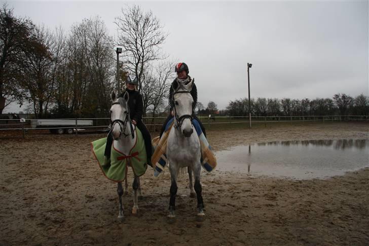 Holstener Roxette - solgt. -  Foto: Michala Bisbale. billede 14