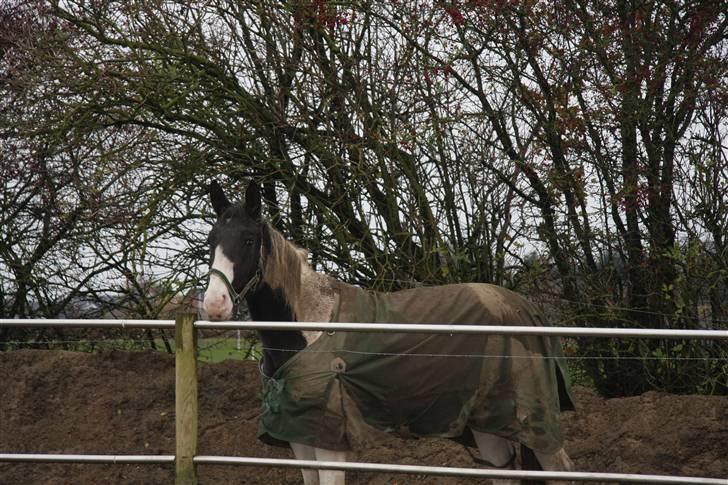 Pinto KIJEANS MADONNA - En lidt beskidt Madonna på fold :-) billede 17