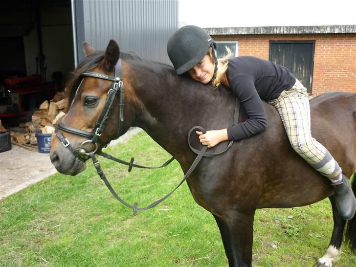 Tysk Sportspony Hr Tomnus R.I.P billede 7