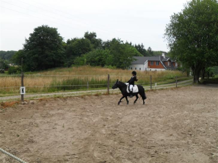 Shetlænder Trøstmosegaadens Speedy<3 - Løb billede 14