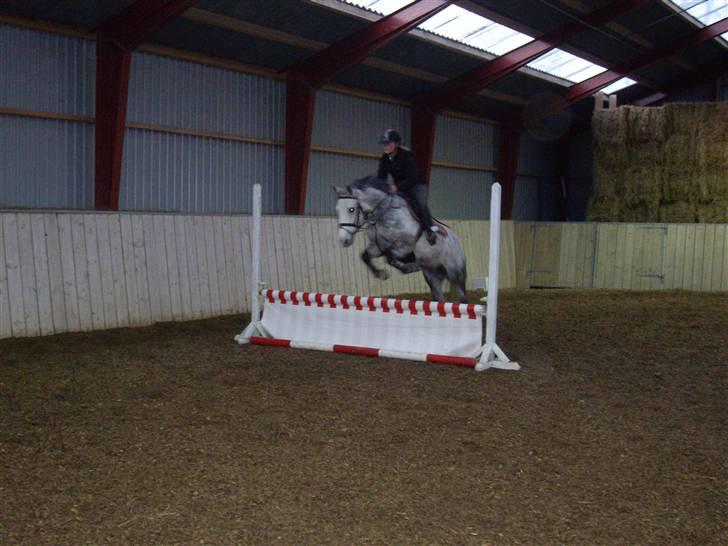 Anden særlig race CASMIR | billede 1