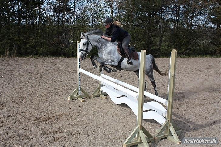 Anden særlig race CASMIR | billede 2