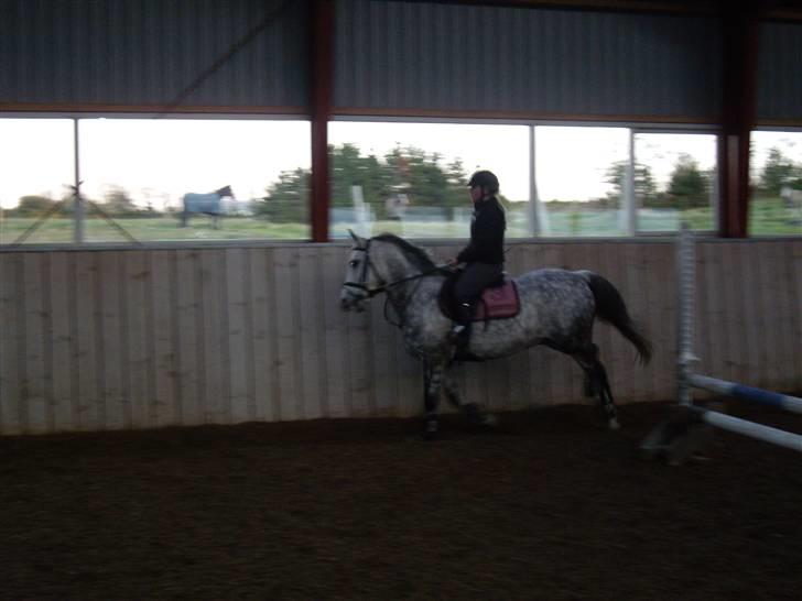 Anden særlig race CASMIR | billede 3