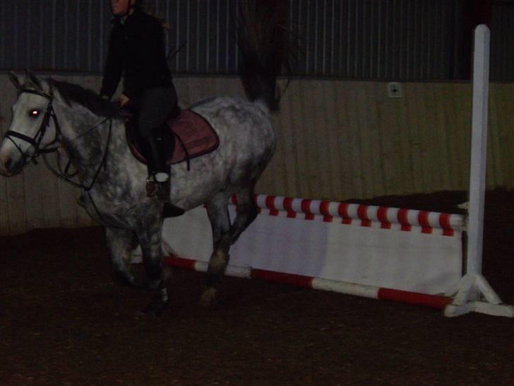 Anden særlig race CASMIR | billede 4