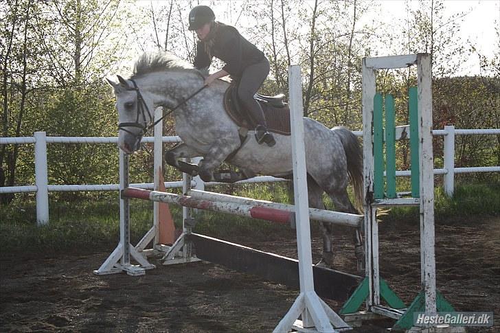 Anden særlig race CASMIR | billede 5