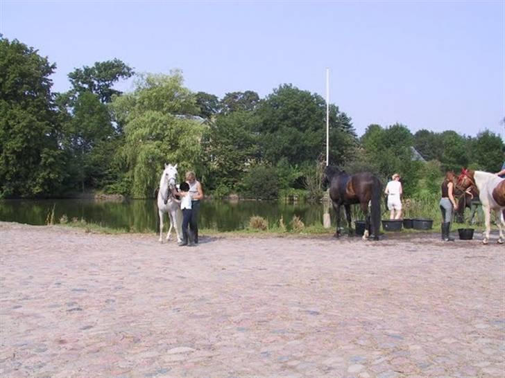 Anden særlig race Misty  <3 - Erholm tur - 03 billede 5