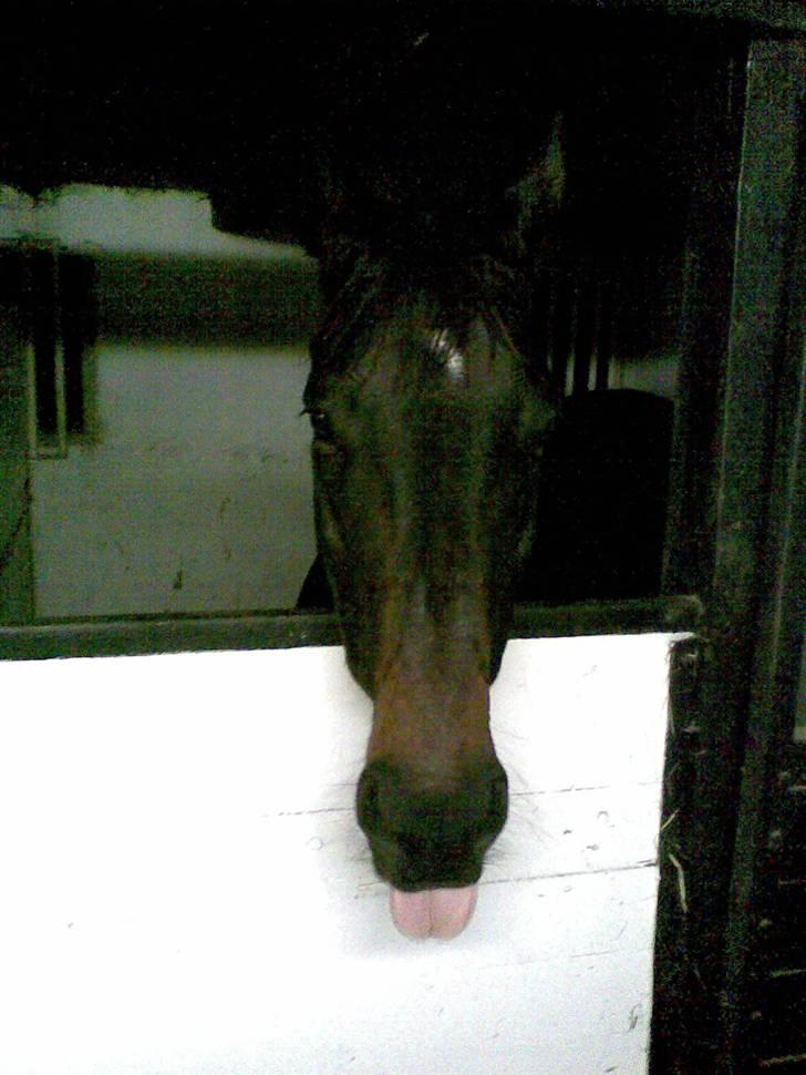 Dansk Varmblod A tempo - Meget afslappet efter en god omgang dressur billede 1