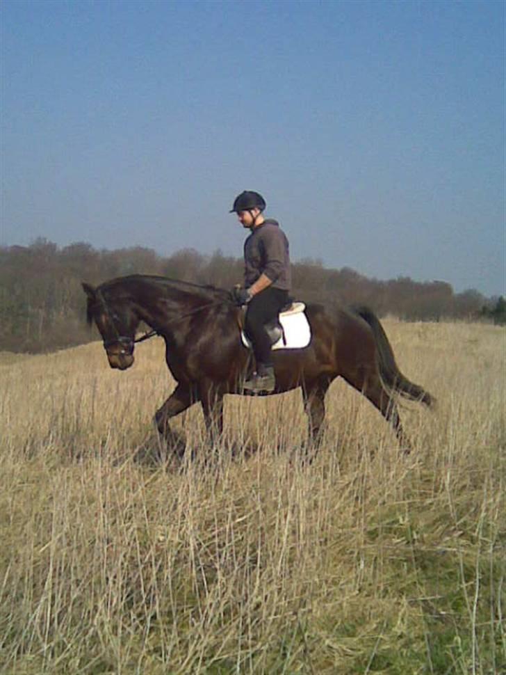 Dansk Varmblod A tempo - Min kæreste på Atempo kort efter en god omgang galoptræning billede 2